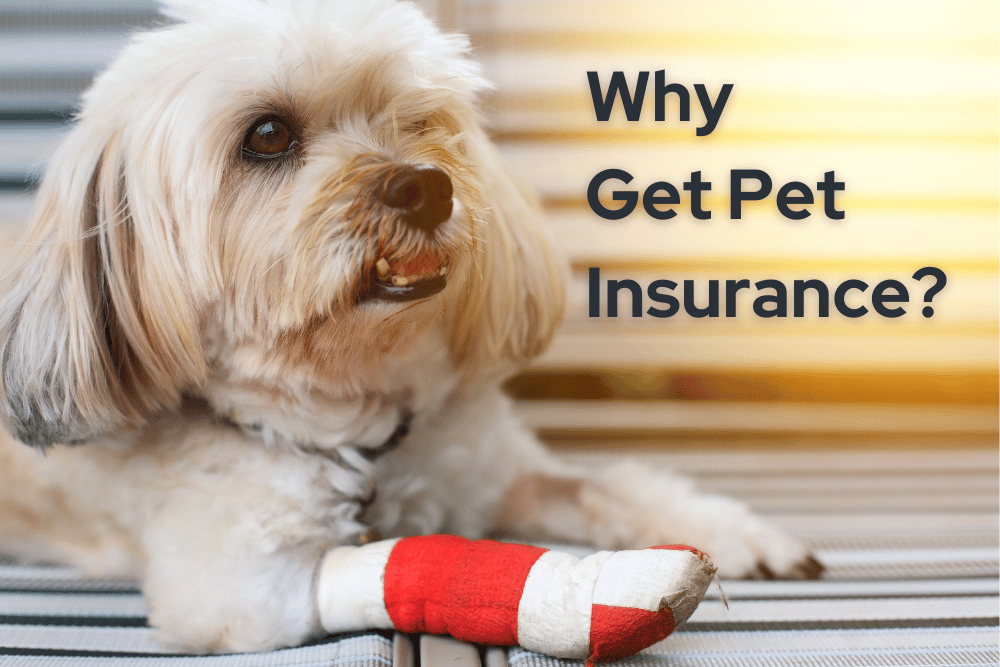 Furry dog resting on a couch with a loving owner, representing Pet Insurance options in Pickerington, Ohio for comprehensive pet care.